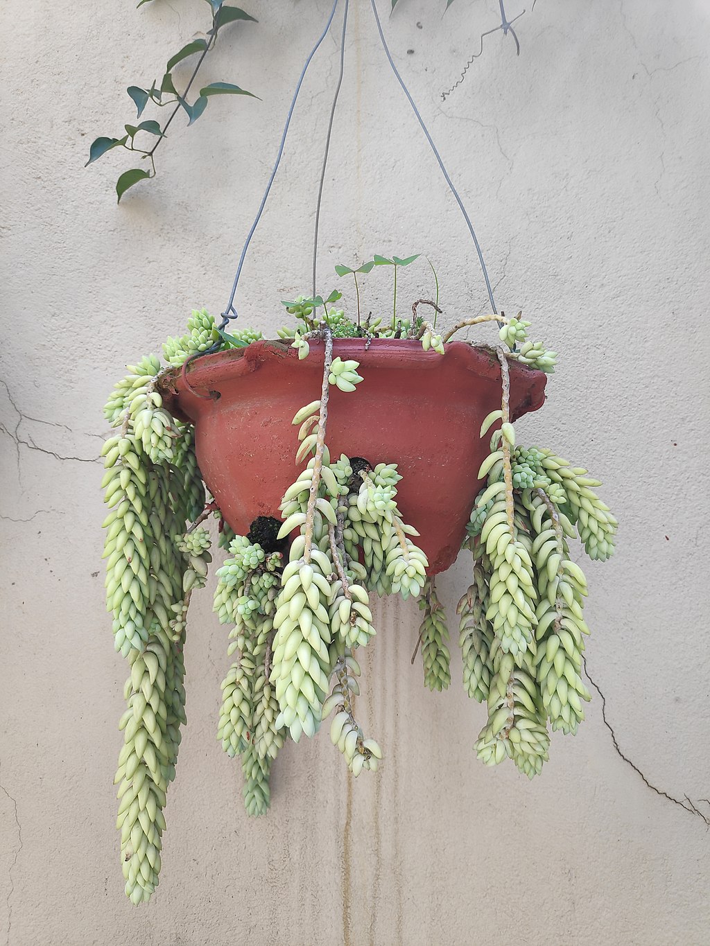 The 8 Best Container Plants For Seasonal Color in Austin Texas